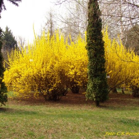 Forsythia (T)