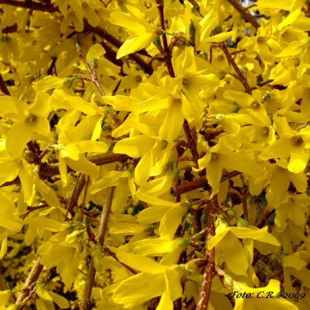 Forsythia (T)