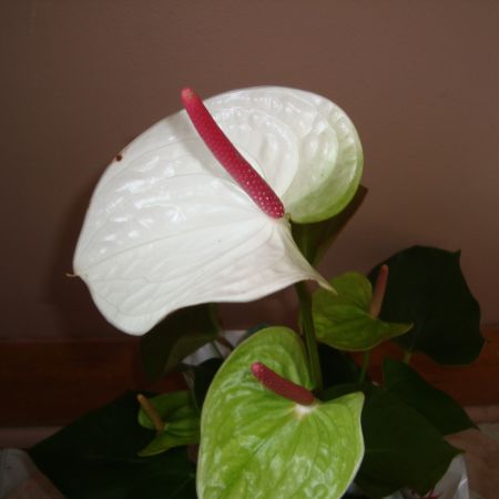 White Anthurium