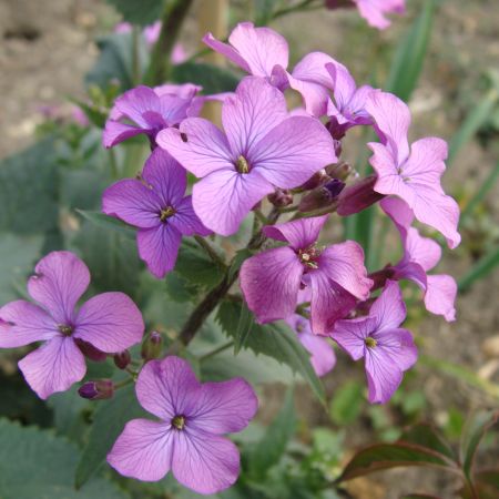 Lunaria (T)