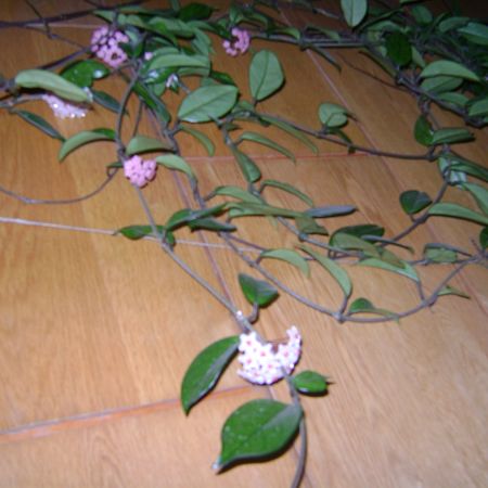 HOYA INFLORITA(lacrima Maicii Domnului)