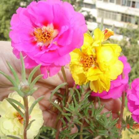 flori de balcon