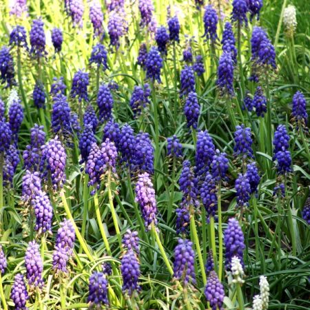 Muscari