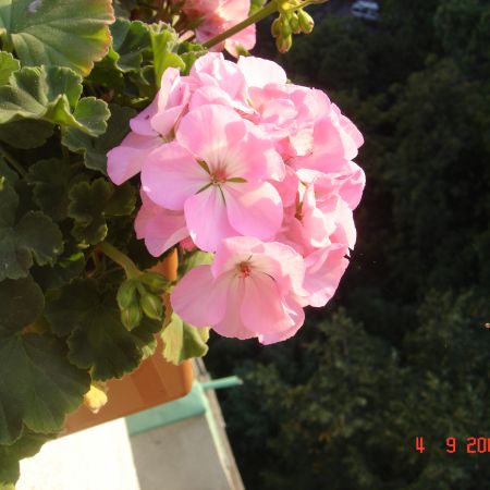 flori de balcon