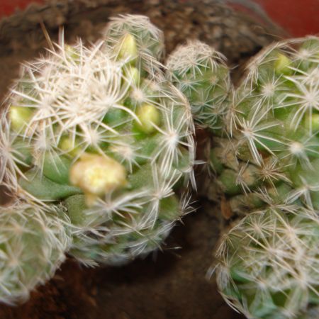 floare de cactus