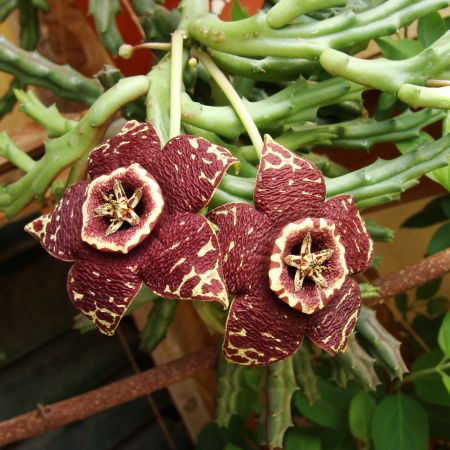 Stapelia variegata (T)