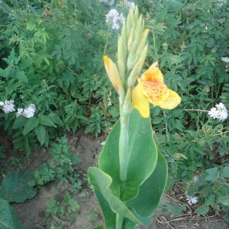 canna indica