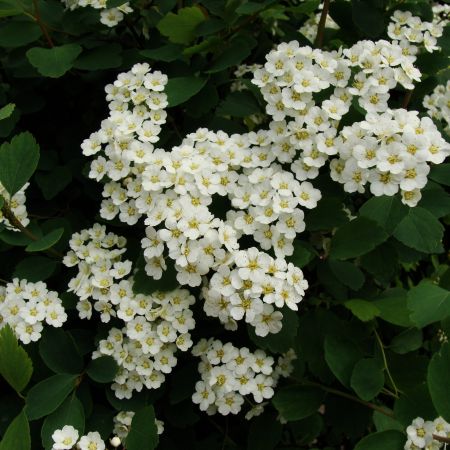 Spiraea (T)