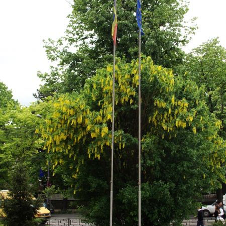 Salcm galben-Laburnum anagiroides (T)