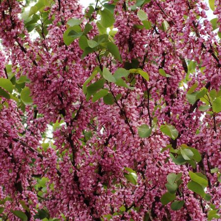 Cercis siliquastrum (T)