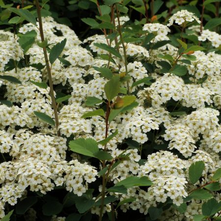 Spiraea vanhouttei (T)