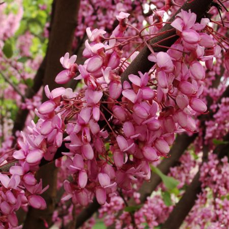 Cercis siliquastrum (T)