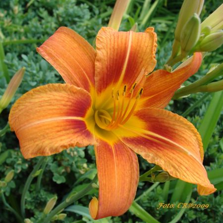 Hemerocallis fulva (T)