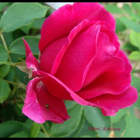 Roze de Rusalii (T)