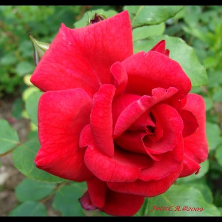 Roze de Rusalii (T)