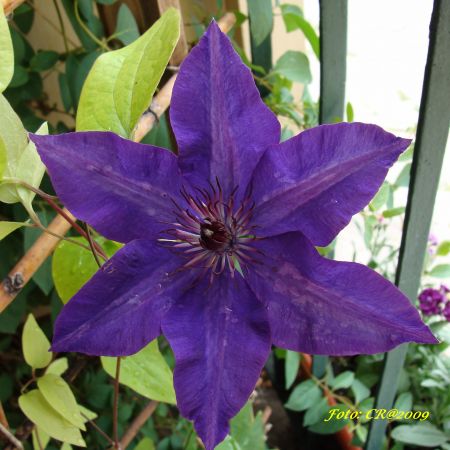 Clematita (T)