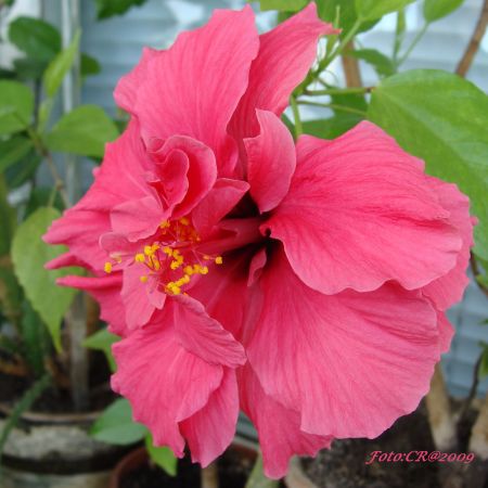 Hibiscus (T)