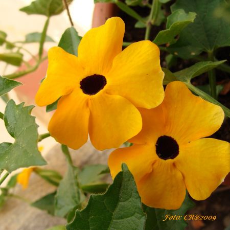 Thunbergia (T)