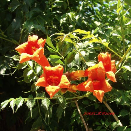 Campsis radicans (T)