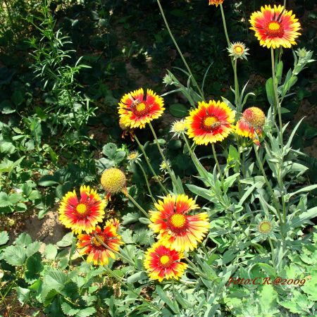 Gaillardia (T)