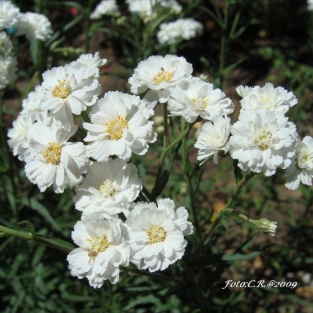 Gypsophila paniculata (T)