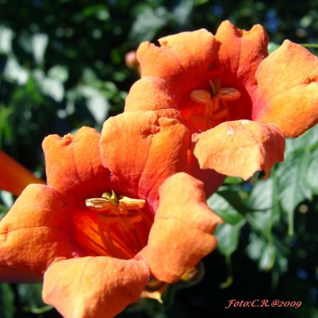 Campsis radicans (T)