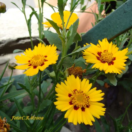 Coreopsis grandiflora (T)