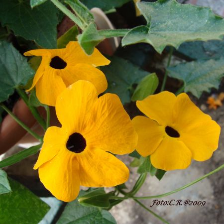 Thunbergia (T)