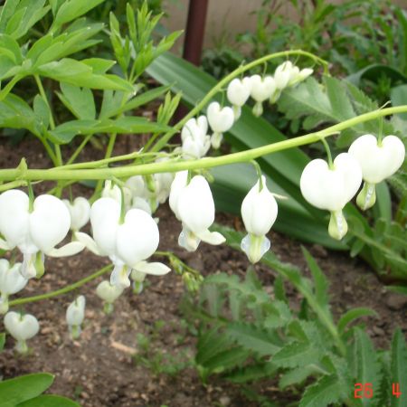 dicentra