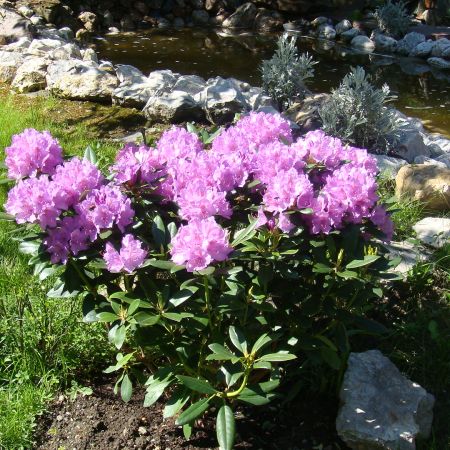 rhodo