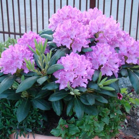 rhododendron