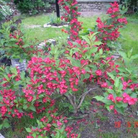 WEIGELIA IN TOATA SPLENDOAREA