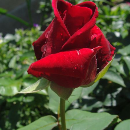 Trandafir (V.O.)