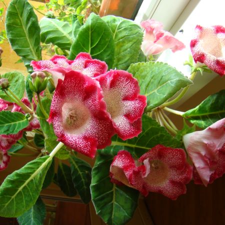 gloxinia