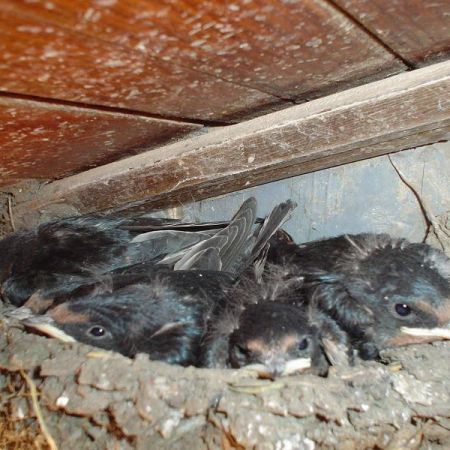 Hirundo rustica