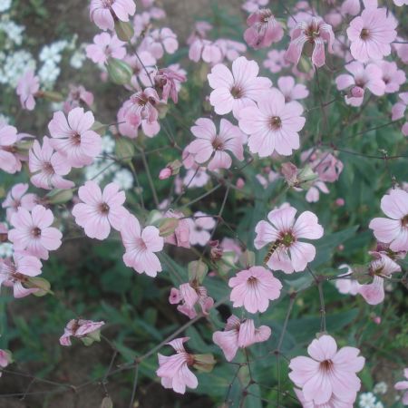 Floarea miresii roz