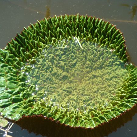 Euryale ferox
