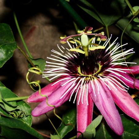 passiflora