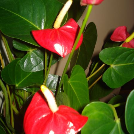 Anthurium