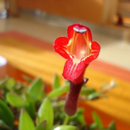 Aeschinanthus