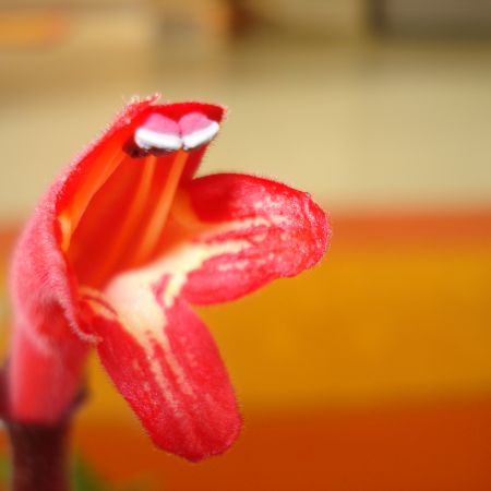 Aeschinanthus