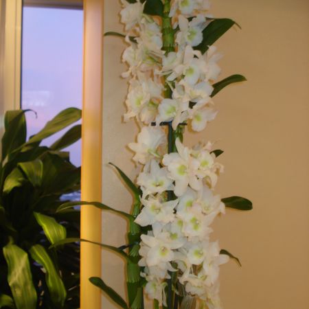 Dendrobium nobile