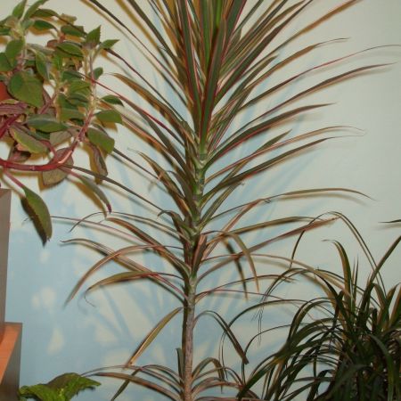 Dracaena????