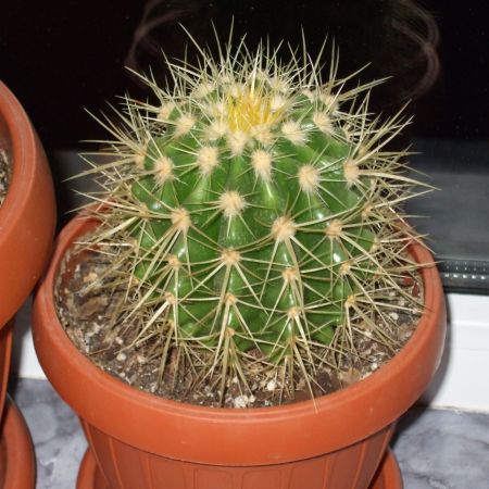 Micul meu cactus:)