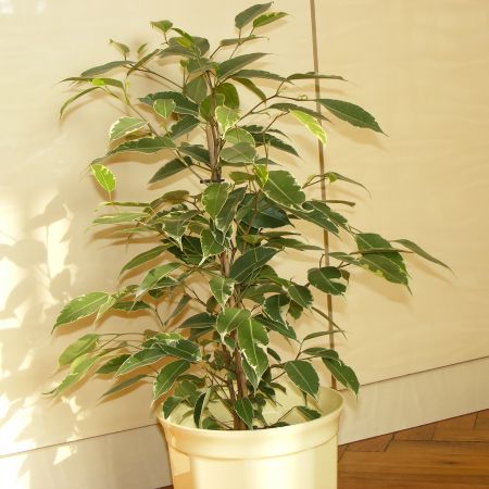 ficus benjamina