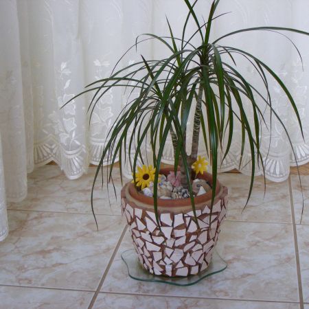 dracena