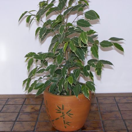 ficus benjamina