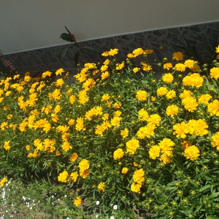 coreopsis