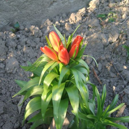 FRITILARIA IMPERIALIS (BOBOCI)