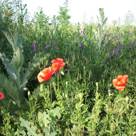 din flora spontana